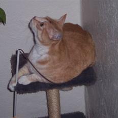 Blanding af racer Bimmer