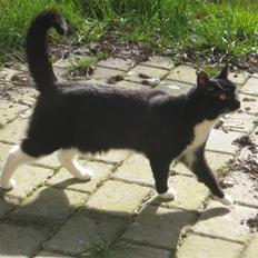 Blanding af racer Tilde