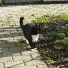 Blanding af racer Tilde