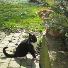 Blanding af racer Tilde