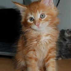 Maine Coon Tiger
