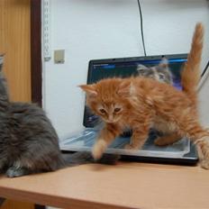 Maine Coon Tiger