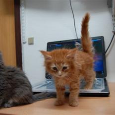 Maine Coon Tiger