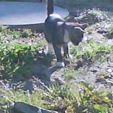 Blanding af racer Donna