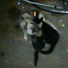 Blanding af racer Donna