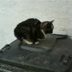 Blanding af racer Donna