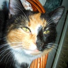 Blanding af racer MADONNA(Peter lundin)