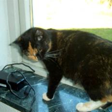 Blanding af racer MADONNA(Peter lundin)