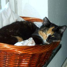 Blanding af racer MADONNA(Peter lundin)