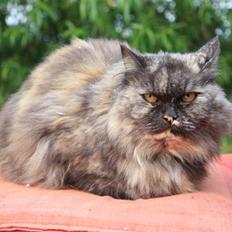 Blanding af racer | Søsser (Aflivet) |