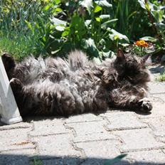 Blanding af racer | Søsser (Aflivet) |