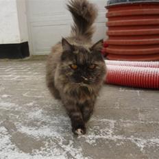 Blanding af racer | Søsser (Aflivet) |