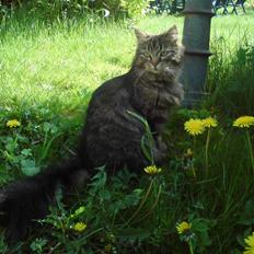 Blanding af racer Liva Weel