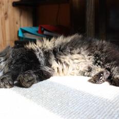 Blanding af racer | Gismo |