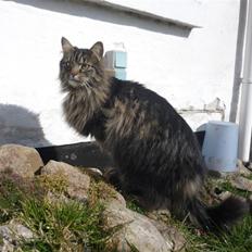 Blanding af racer | Gismo |