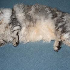 Norsk Skovkat Rebecca