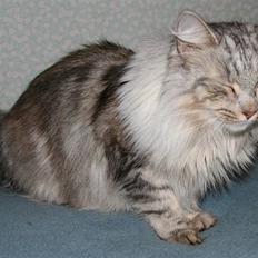 Norsk Skovkat Rebecca