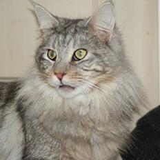Maine Coon Mooshead´s Luigie