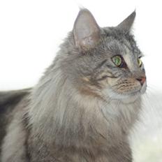 Maine Coon Mooshead´s Luigie