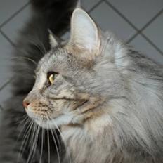 Maine Coon Mooshead´s Luigie