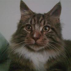 Maine Coon Mads *solgt*
