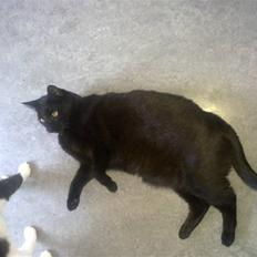 Huskat Snoopy - *Død, 2012*