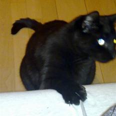 Huskat Snoopy - *Død, 2012*