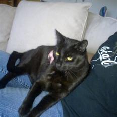 Huskat Snoopy - *Død, 2012*