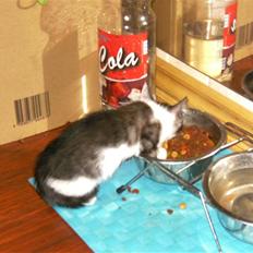 Huskat Gizmo - *Død, 2011*