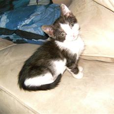 Huskat Gizmo - *Død, 2011*