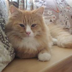 Norsk Skovkat Speedy