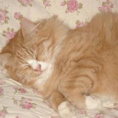 Norsk Skovkat Speedy