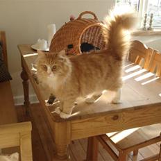 Norsk Skovkat Speedy