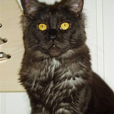 Maine Coon Isia