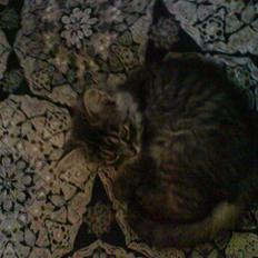 Blanding af racer Prinsesse.