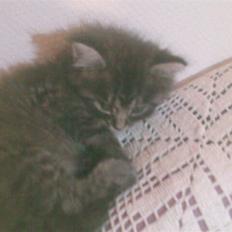 Blanding af racer Prinsesse.