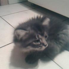 Blanding af racer Prinsesse.