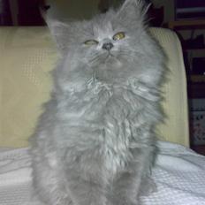 Blanding af racer trunte R.I.P.