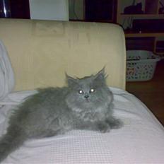 Blanding af racer trunte R.I.P.