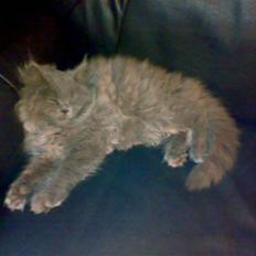 Blanding af racer trunte R.I.P.