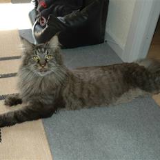 Maine Coon Dk Fribanikos´ Quigley
