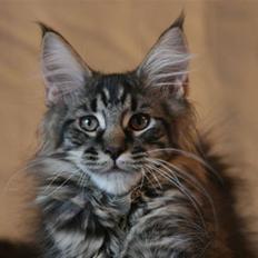 Maine Coon Dk Fribanikos´ Quigley