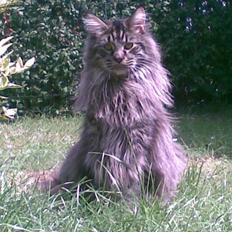 Maine Coon Dk Fribanikos´ Quigley