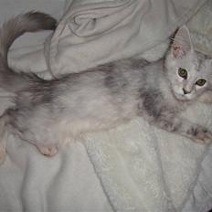 Maine Coon Lady Marion [SOLGT]