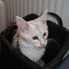 Maine Coon Lady Marion [SOLGT]