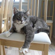 Blanding af racer Nuser