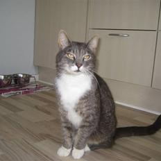 Blanding af racer Nuser