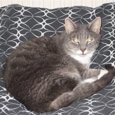 Blanding af racer Nuser