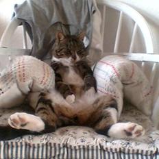 Blanding af racer Oskar (DØD)