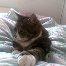 Blanding af racer Oskar (DØD)